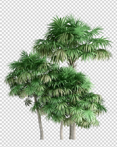 Tropical palm tree in 3d rendering