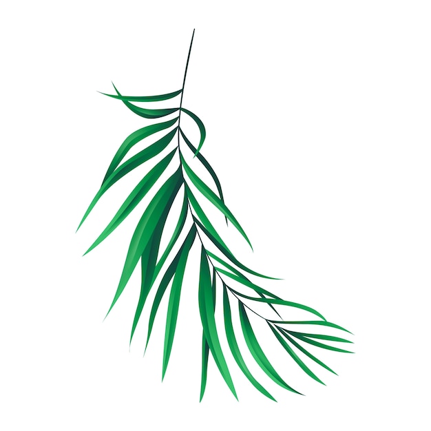 tropical palm tree leaves isolated