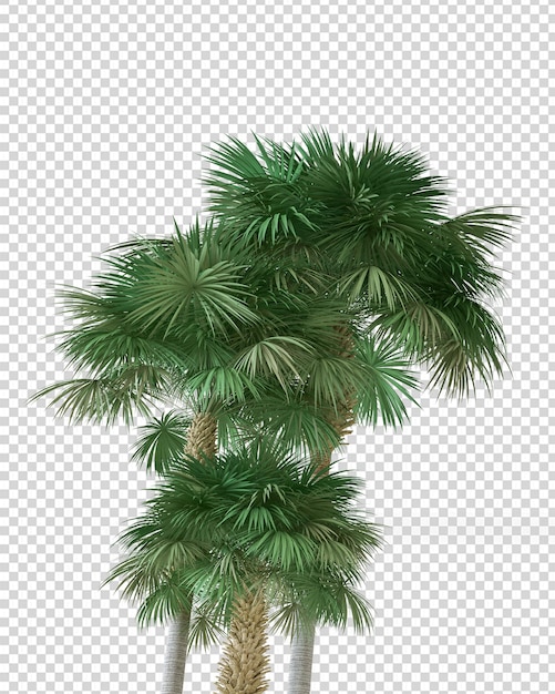 PSD tropical palm tree in pot in 3d rendering