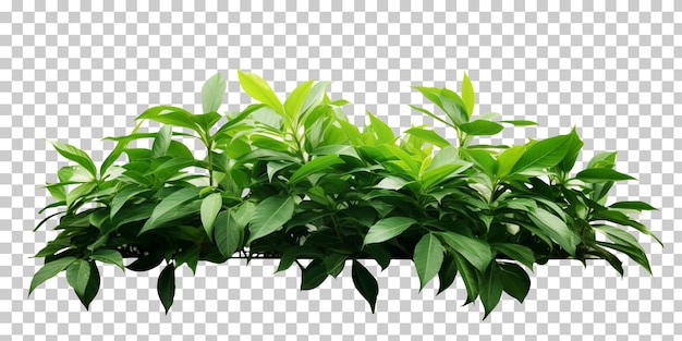PSD decorazione di piante tropicali isolata su sfondo trasparente png psd