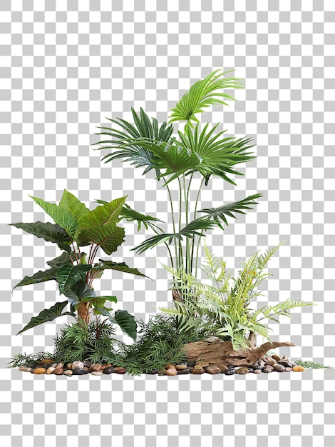 熱帯 の 植物 の 配置