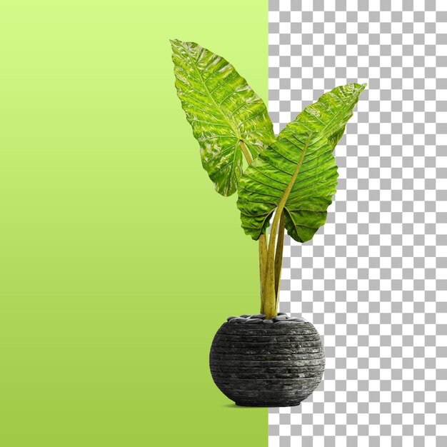 PSD tropical plant on pot for design interior element