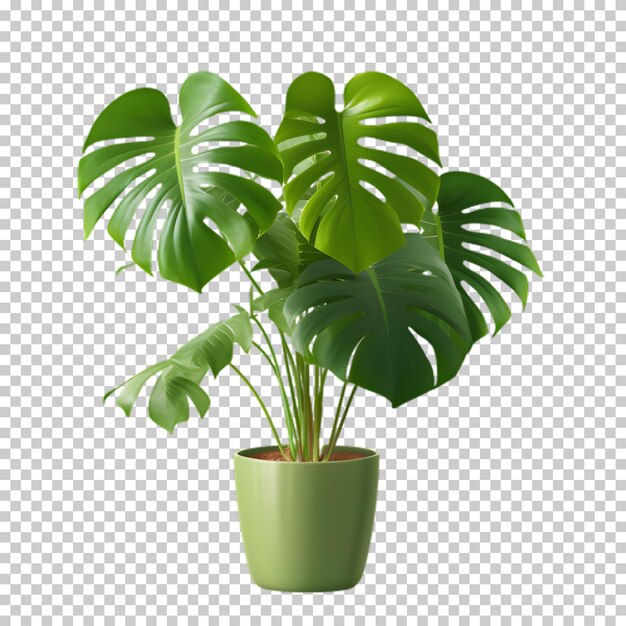 PSD tropical plant in a pot isolated on transparent background