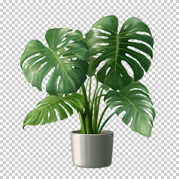 PSD tropical plant in a pot isolated on transparent background