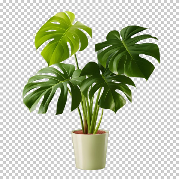 Tropical plant in a pot isolated on transparent background