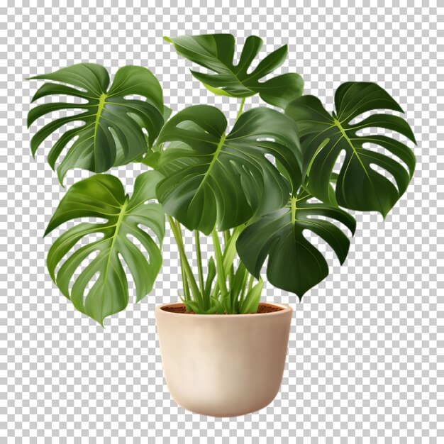 PSD tropical plant in a pot isolated on transparent background