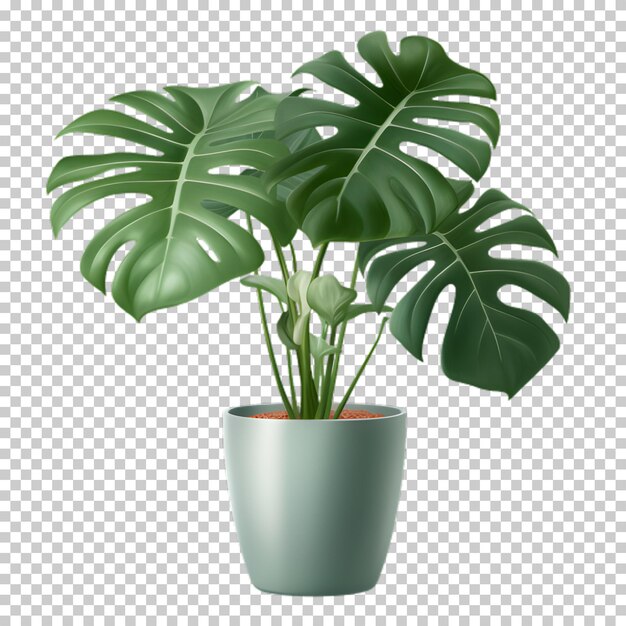 Tropical plant in a pot isolated on transparent background