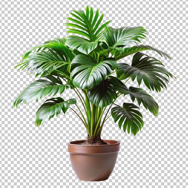 PSD tropical plant on transparent background