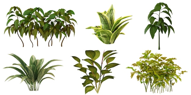 熱帶植物收藏綠葉品種包