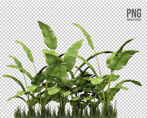 Tropical plants collection isolated decoration