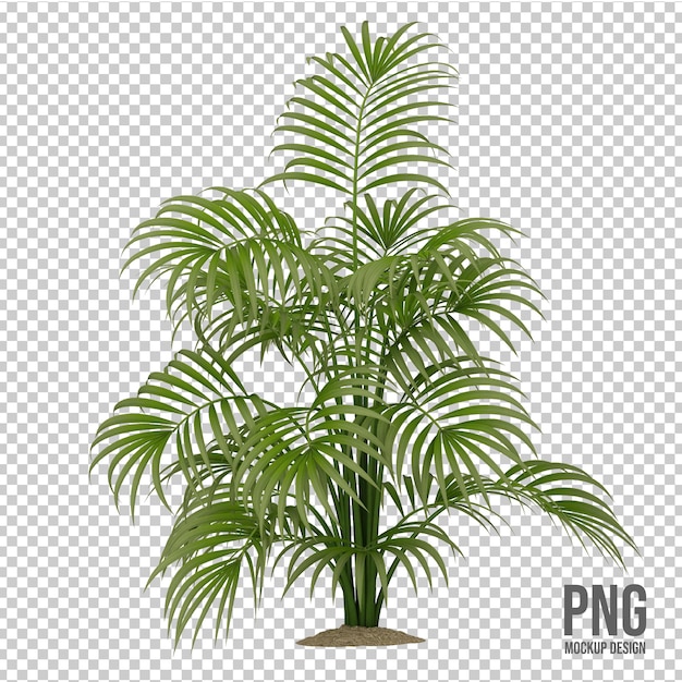 PSD tropical plants collection isolated decoration