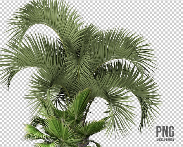 Tropical plants collection isolated decoration