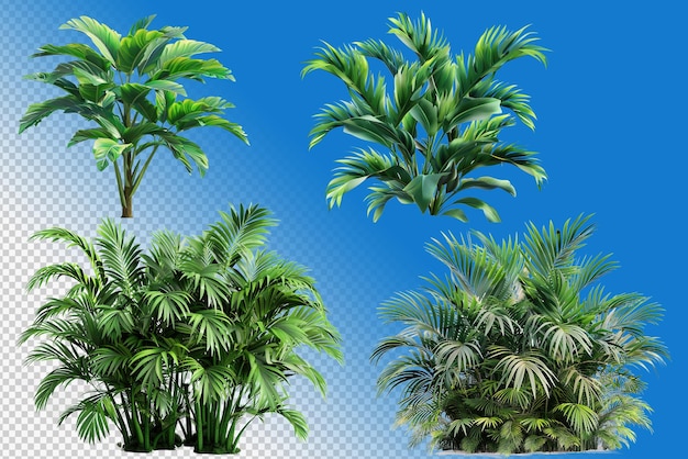 PSD collezione di piante tropicali png