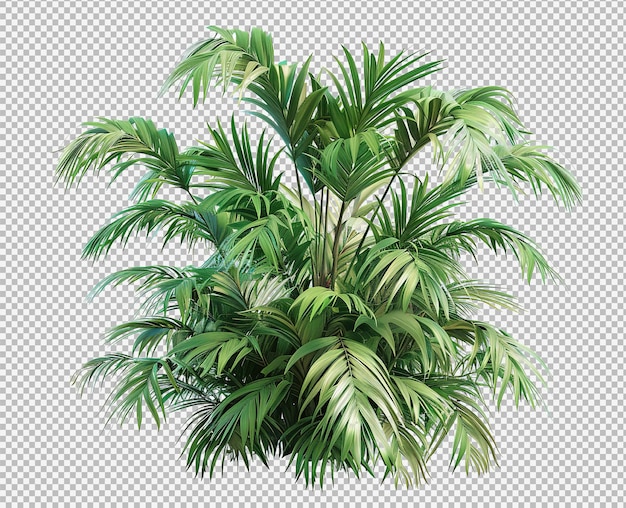 Tropical plants isolated