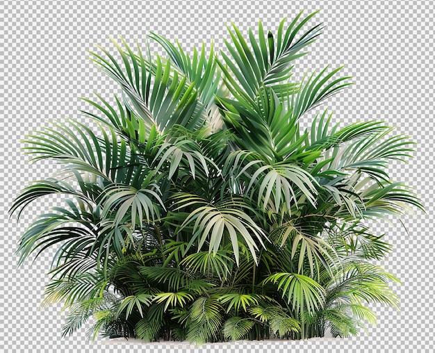 Tropical plants isolated