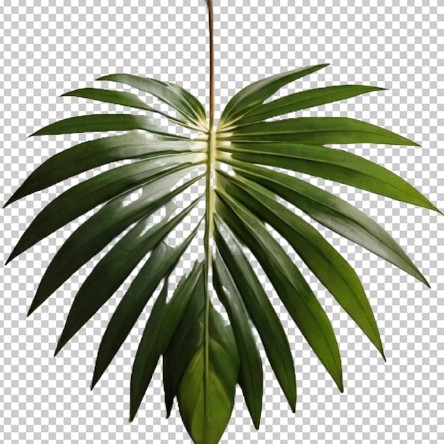 PSD tropical plants png