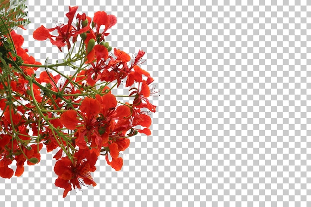 PSD 熱帯の木の花の葉と枝の前景が分離されました