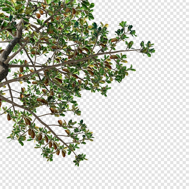 Tropical tree leaves and branch foreground