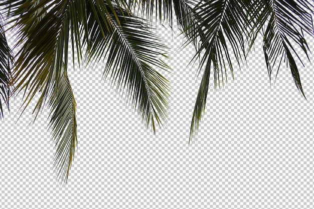 Tropical tree leaves and branch foreground isolated