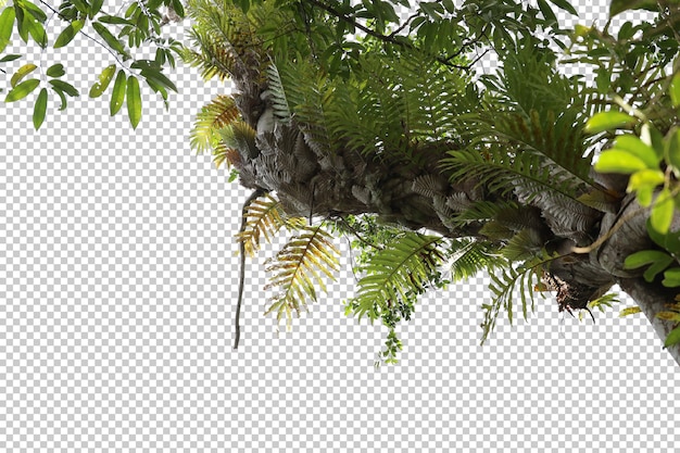 Tropical tree leaves and branch foreground isolated