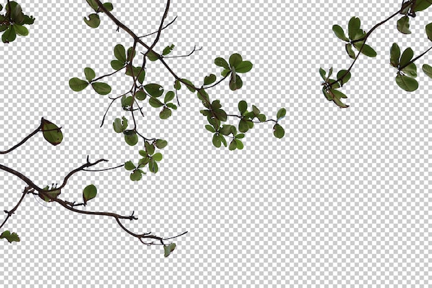 PSD tropical tree leaves and branch foreground isolated