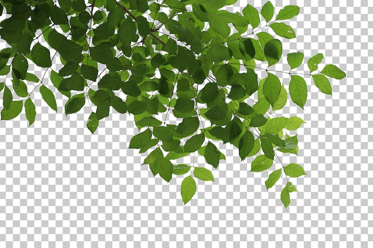PSD 熱帯の木の葉と分離した枝の前景