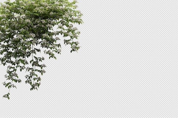 tropical tree leaves and branch foreground isolated