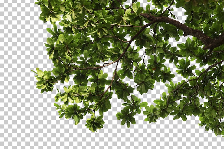 PSD tropical tree leaves and branch foreground