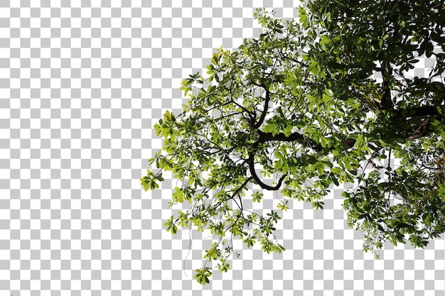 Tropical tree leaves and branch foreground