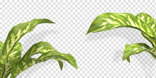 PSD tropical tree leaves