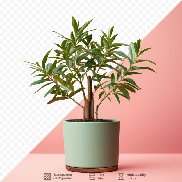 PSD tropical tree with many names belonging to the podocarpaceae family grown as a houseplant in a pot isolated on a transparent background