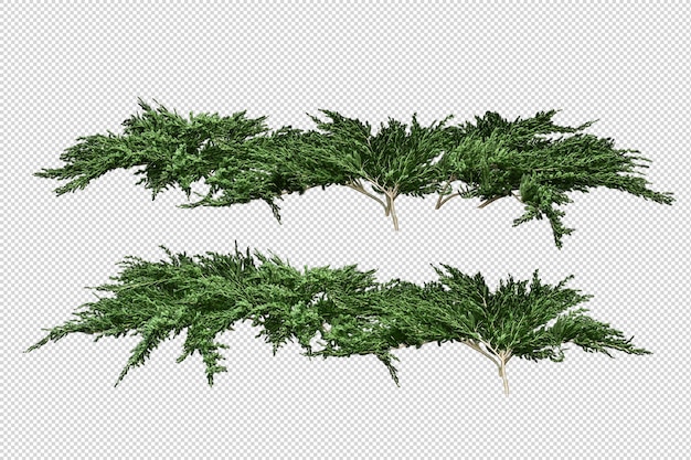 PSD alberi e fiori tropicali nella rappresentazione 3d isolata