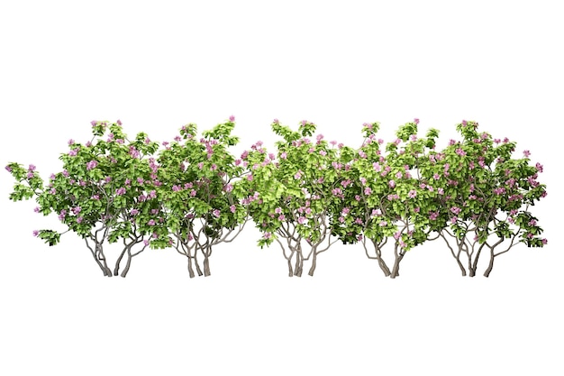 Alberi e fiori tropicali nella rappresentazione 3d isolata