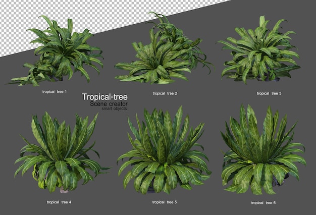 热带树木和植物在 3D 渲染中