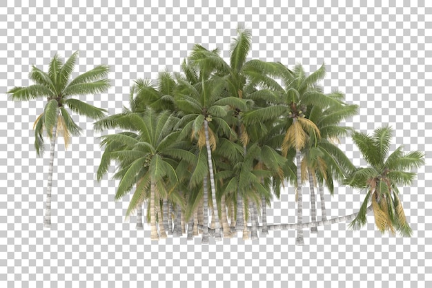 tropical trees on transparent background. 3d rendering - illustration