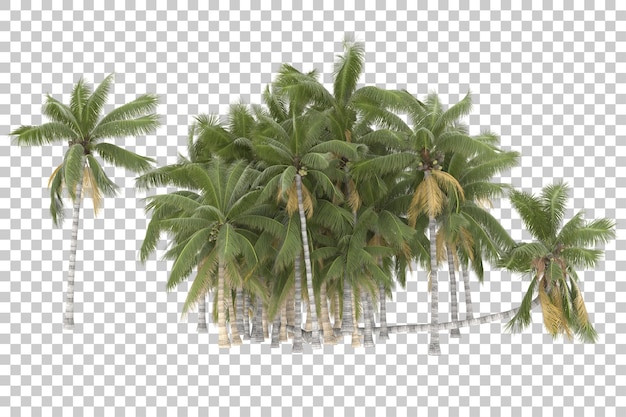 Tropical trees on transparent background. 3d rendering - illustration