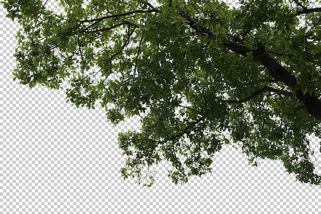 PSD tropikalne drzewo liści i gałęzi pierwszego planu