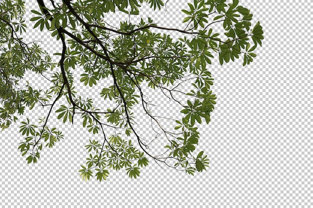 Tropikalne Drzewo Liście I Gałąź Na Białym Tle