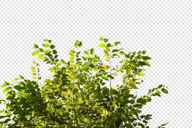 PSD tropikalne drzewo liście i gałąź na białym tle