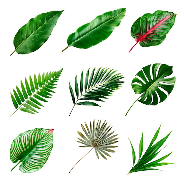 Tropikalne liście botaniczne natura zestaw psd