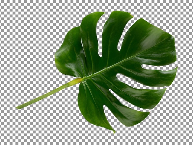PSD tropisch blad geïsoleerd op transparante achtergrond