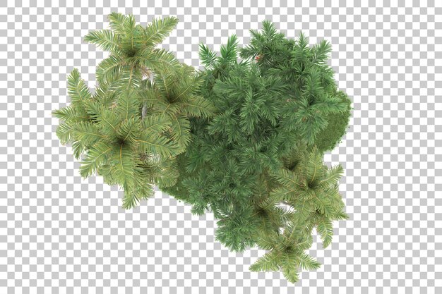 Tropisch bos geïsoleerd op transparante achtergrond 3D rendering illustratie