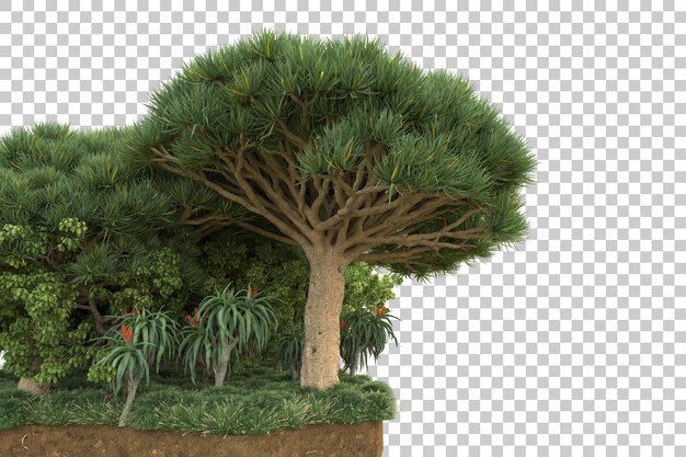 Tropisch bos geïsoleerd op transparante achtergrond 3D rendering illustratie
