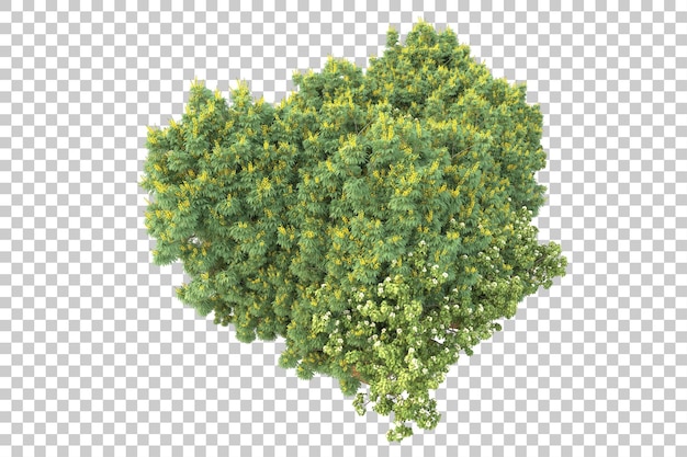Tropisch bos geïsoleerd op transparante achtergrond 3D rendering illustratie