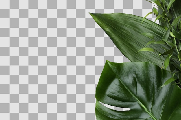 Tropische bladeren roepen een gevoel van ontspanning en zomerplezier op op het witte PNG