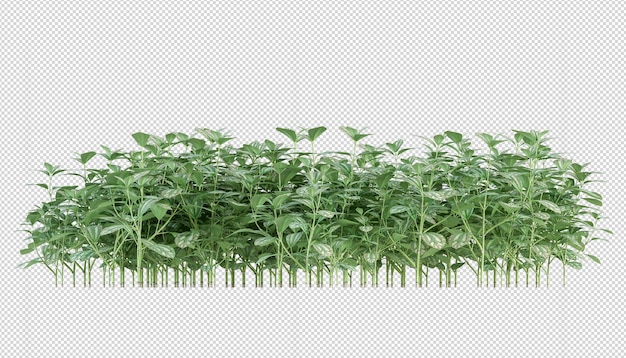 Tropische plant in 3d-rendering geïsoleerd