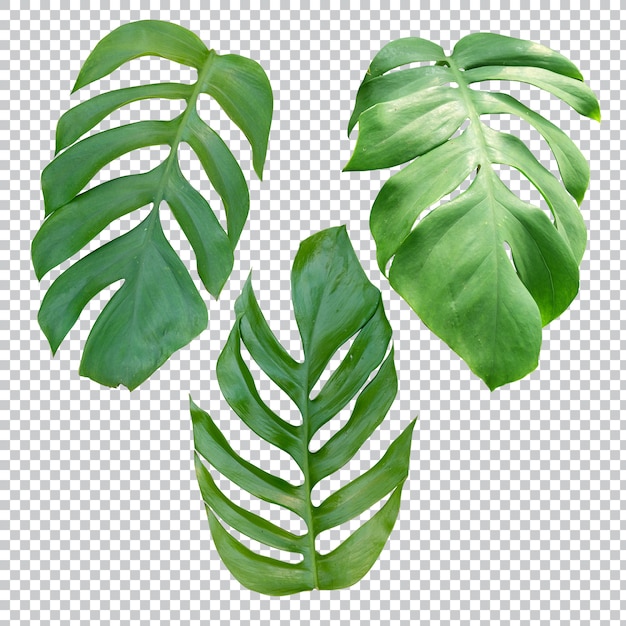 PSD tropische plant op transparant