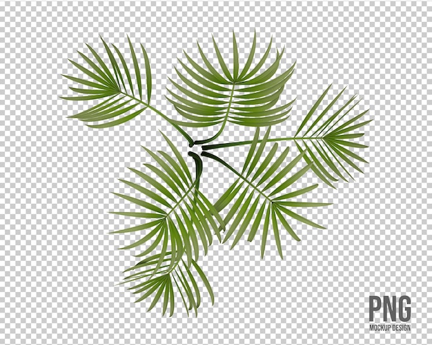 tropische planten collectie geïsoleerde decoratie