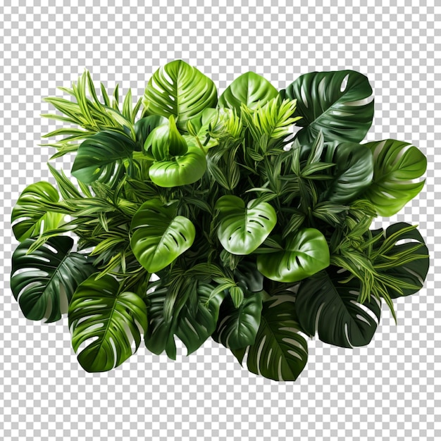 PSD tropische planten png psd