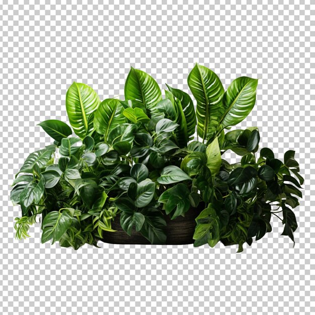 PSD tropische planten png psd